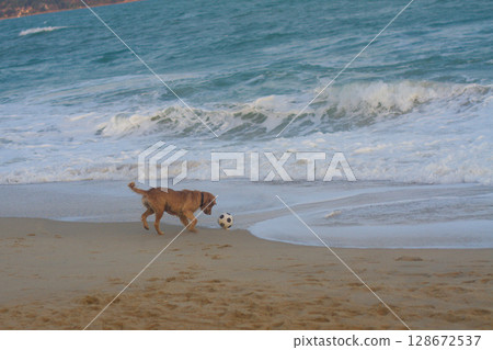 a beautiful wet dog is playing with a ball on the beach near the sea a beautiful wet dog is playing with a ball on the beach near the sea 128672537