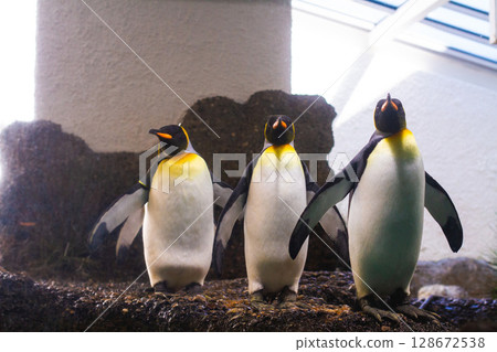 a group of penguins in a zoo in captivity in an artificial environment a group of penguins in a zoo in captivity in an artificial environment 128672538