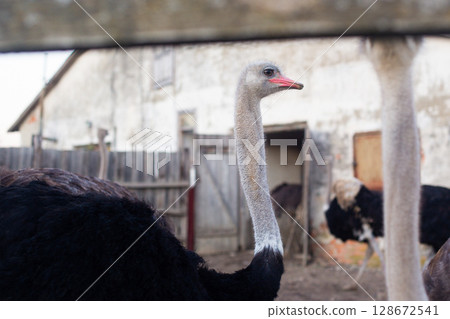 a flock of adult ostriches on a farm 128672541