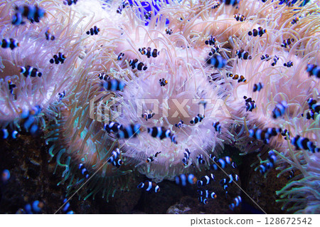 Clown Fish swims in a large aquarium with other fish 128672542