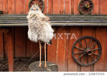 beautiful bird Red-Legged Seriema in captivity in the zoo 128672543