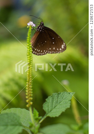 beautiful colorful butterfly in the garden on a flower beautiful colorful butterfly in the garden on a flower 128672553