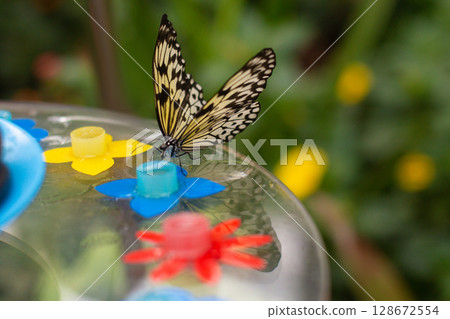 beautiful colorful butterfly in the garden eating sweet syrup beautiful colorful butterfly in the garden eating sweet syrup 128672554