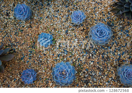close-up Succulent flower in a pot in a greenhouse 128672568