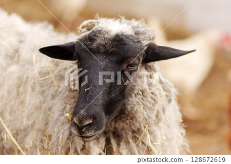 A sheep stands in a barn, basking in warmth and tranquility. Its soft wool glistens under the light as it gazes calmly 128672619