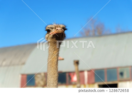 Ostrich looking curiously in bright sunshine at a farm with a red roof in the background, showcasing wildlife in a natural setting 128672658