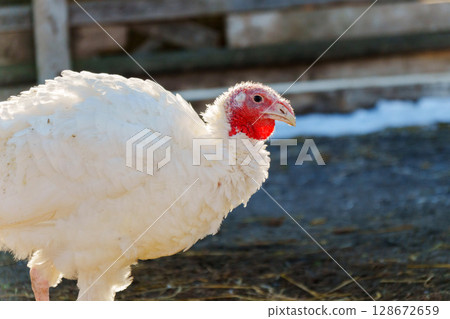 White turkey walking in a sunny farmyard during late afternoon 128672659