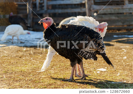 Turkeys roaming freely in an open barnyard during sunny autumn afternoon Turkeys roaming freely in an open barnyard during sunny autumn afternoon 128672660