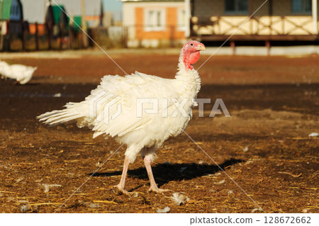 Close-up view of a turkey in a farm setting during daylight, showcasing its unique features and natural habitat Close-up view of a turkey in a farm setting during daylight, showcasing its unique features and natural habitat 128672662