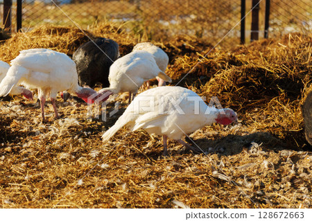 Close-up view of a turkey in a farm setting during daylight, showcasing its unique features and natural habitat Close-up view of a turkey in a farm setting during daylight, showcasing its unique features and natural habitat 128672663
