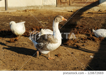 Ducks and geese foraging in the warm afternoon sun at a serene farmyard setting 128672669