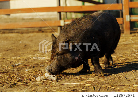 A playful wild boar explores its sunny pen on a pleasant afternoon surrounded by wooden fences and fresh straw A playful wild boar explores its sunny pen on a pleasant afternoon surrounded by wooden fences and fresh straw 128672671