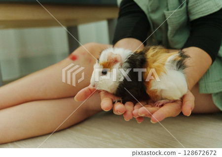 Lively guinea pig rests on a hand, its soft fur showcasing vibrant patches, a nurturing home Lively guinea pig rests on a hand, its soft fur showcasing vibrant patches, a nurturing home 128672672