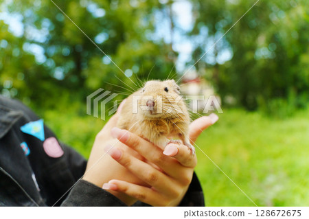 A cozy moment with a pet squirrel nestled comfortably in its owner's embrace during a sunny afternoon at home 128672675