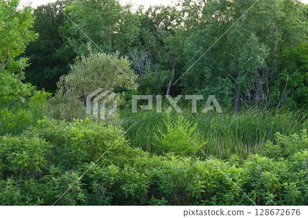 lush green forest edge with bushes and tall grass in summer lush green forest edge with bushes and tall grass in summer 128672676