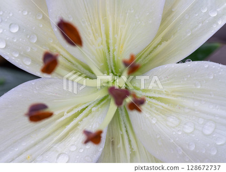 a close-up shot of a Madonna Lily flower (Lilium candidum) in bloom. 128672737