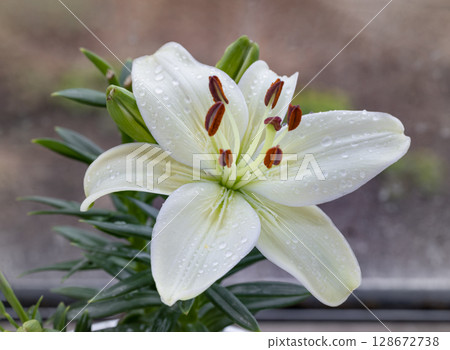 Madonna Lily (Lilium candidum) in bloom, The flowers are trumpet-shaped, pure white flowers. 128672738