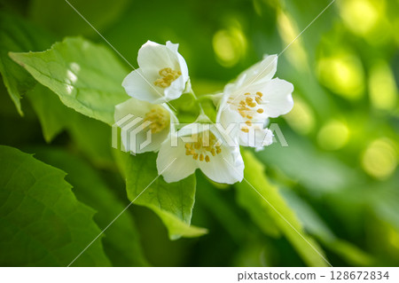 Delicate White Jasmine Flowers Blooming Among Fresh Green Leaves in Sunlight 128672834
