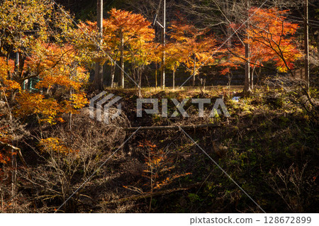 Autumn in Chichibu City: Autumn leaves shining in the forest and soft sunlight 128672899