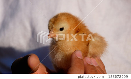 Portrait of a cute newborn chick sitting in the arms of a child.  Portrait of a cute newborn chick sitting in the arms of a child.  128672909
