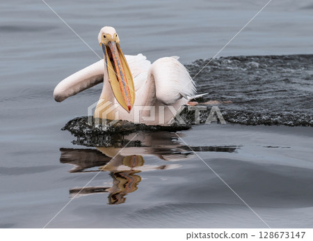 Pelican in Walvis Bay 128673147