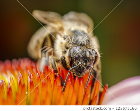 Honeybee pollinating echinacea flowers 128673166