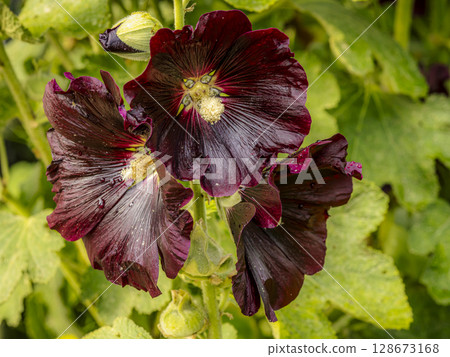 Closeup of purple lollyhocks 128673168