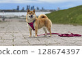 Adorable red Shiba Inu dog happily walking on lush green gras 128674397