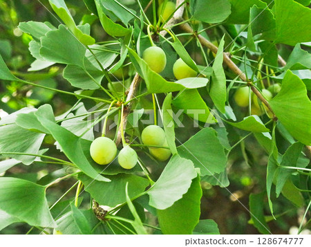 藍金南 藍金南 128674777
