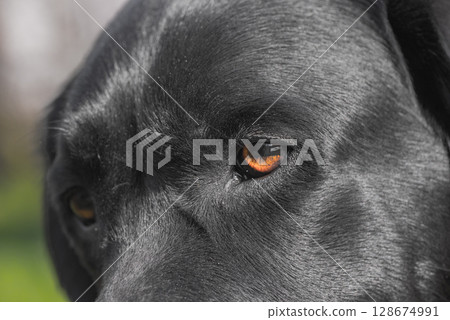 Dog's eyes. Dog, pet Labrador Retriever black. 128674991