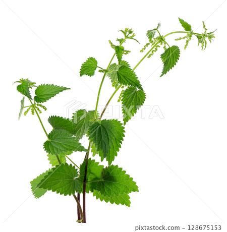 Nettle plant isolated on white background. Green common nettle, burn nettle, stinging nettle or Urtica dioica. Medicinal and culinary herb. Clipping path. 128675153