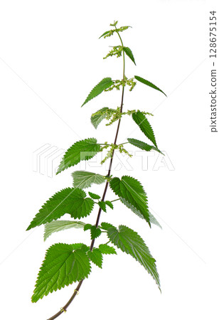 Nettle plant isolated on white background. Green common nettle, burn nettle, stinging nettle or Urtica dioica. Medicinal and culinary herb. Clipping path. 128675154