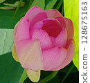 Flowered lotus flower 128675163