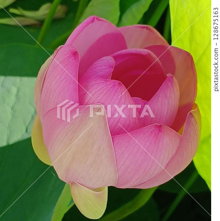 Flowered lotus flower Flowered lotus flower 128675163