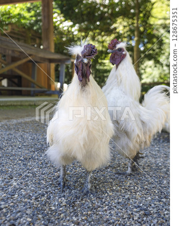 Divine chicken walks through sacred grounds Divine chicken walks through sacred grounds 128675351