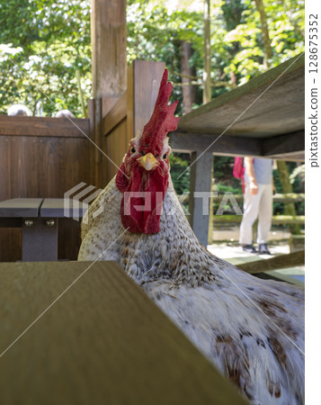 Majestic - The gaze of the divine chicken staring down upon the sacred grounds 128675352