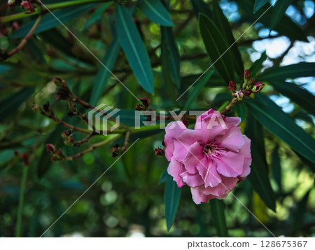 Cute flowers blooming in Yumenoshima Park, Koto Ward, Tokyo 128675367