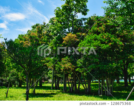 東京江東區夢幻島公園風景 東京江東區夢幻島公園風景 128675368