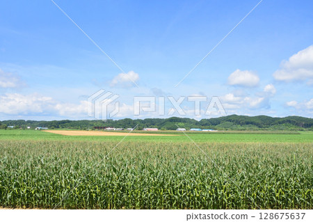 從池田站到常豐信號站的 JR 北海道根室線列車車窗看到的景色 128675637