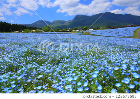 Kuju mountain range and nemophila fields (Kuju Flower Park) 128675695