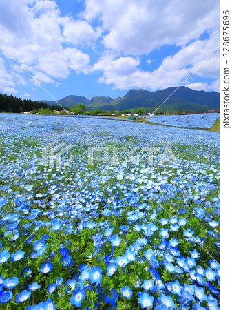 Kuju mountain range and nemophila fields (Kuju Flower Park, vertical composition) 128675696
