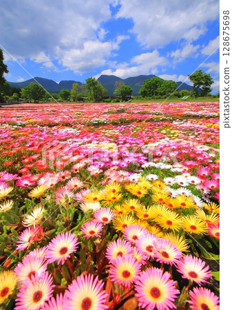 Kuju mountain range and Livingstone daisy field (Kuju Flower Park, vertical composition) Kuju mountain range and Livingstone daisy field (Kuju Flower Park, vertical composition) 128675698