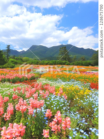 Kuju mountain range and spring flower fields (Kuju Flower Park, vertical composition) Kuju mountain range and spring flower fields (Kuju Flower Park, vertical composition) 128675700