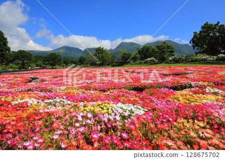 九重山脈和利文斯頓雛菊田（九重花卉公園） 128675702