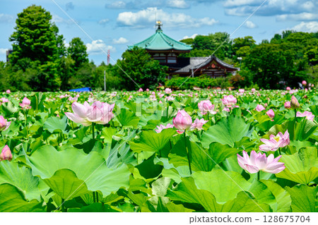 Tokyo Ueno Park Shinobazu Pond lotus flower 128675704