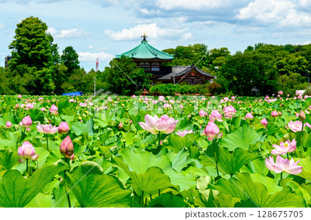 Tokyo Ueno Park Shinobazu Pond lotus flower 128675705