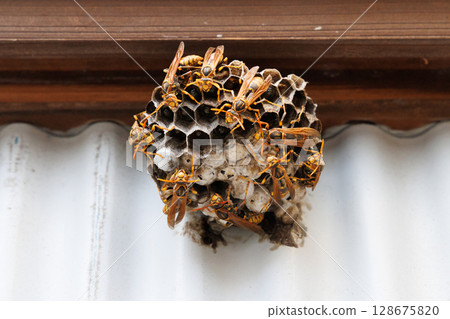 The nest of Ashana-nagi 128675820