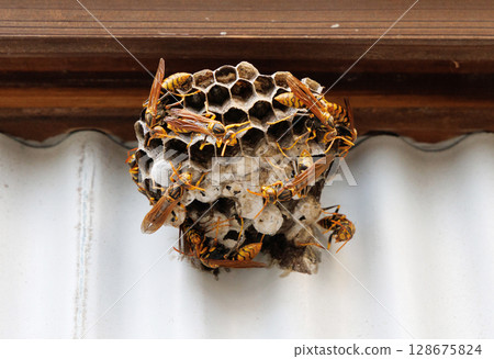 The nest of Ashana-nagi The nest of Ashana-nagi 128675824