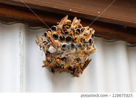 The nest of Ashana-nagi 128675825