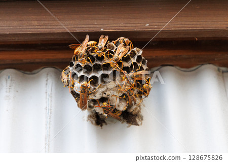 The nest of Ashana-nagi 128675826
